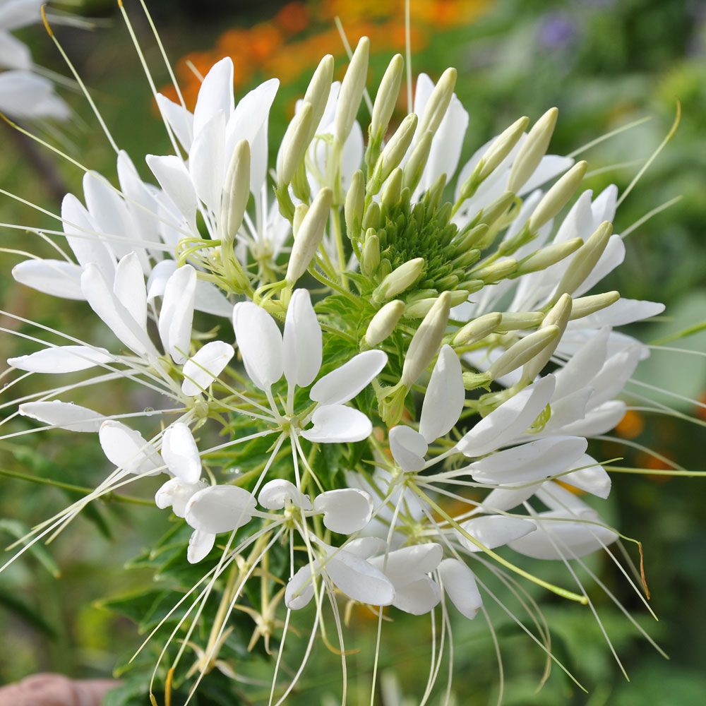 Paradisblomster 'White Queen', stora, runda vita flockblommor. Buskigt växtsätt.