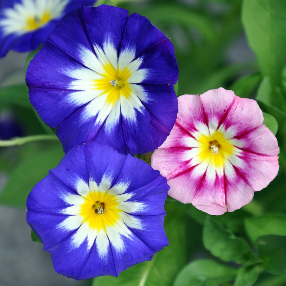 Blåvinda, Stora, graciösa klockblommor. Pastellmix med gult och vitt svalg.