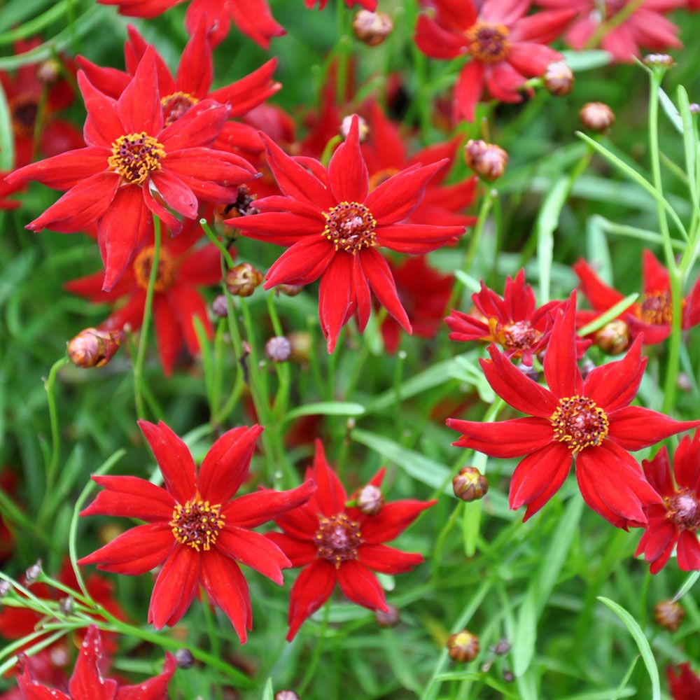 Tigeröga 'Amulet', mörkröda, enkla blommor med gult öga.