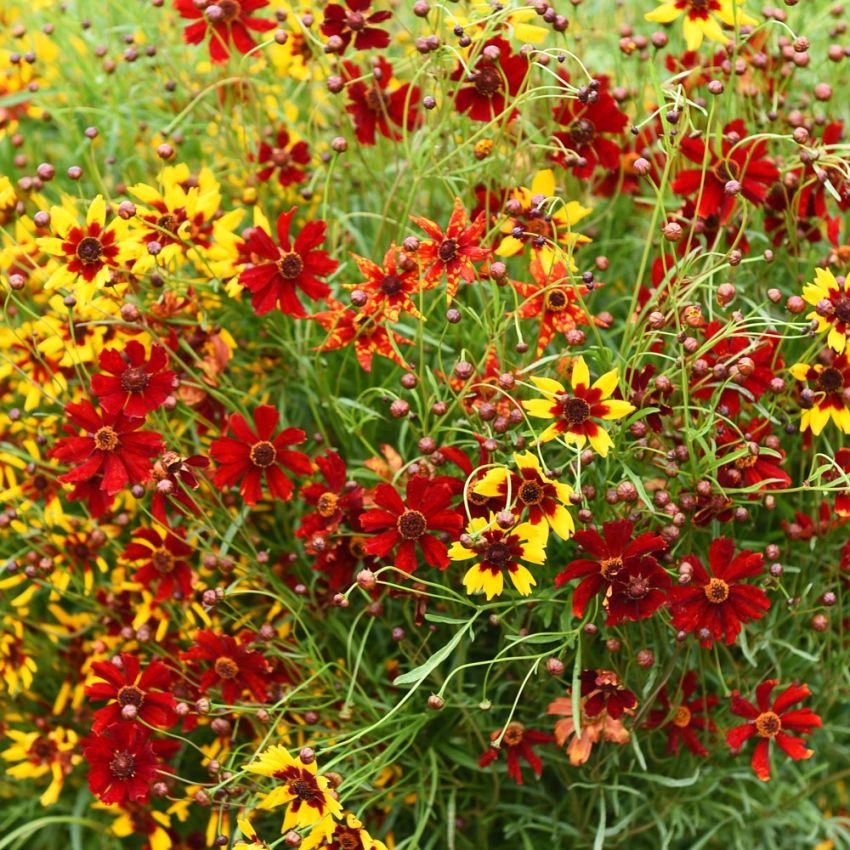 Tigeröga 'Radiata', buskiga plantor översållade av blommor i varmrött och solgul