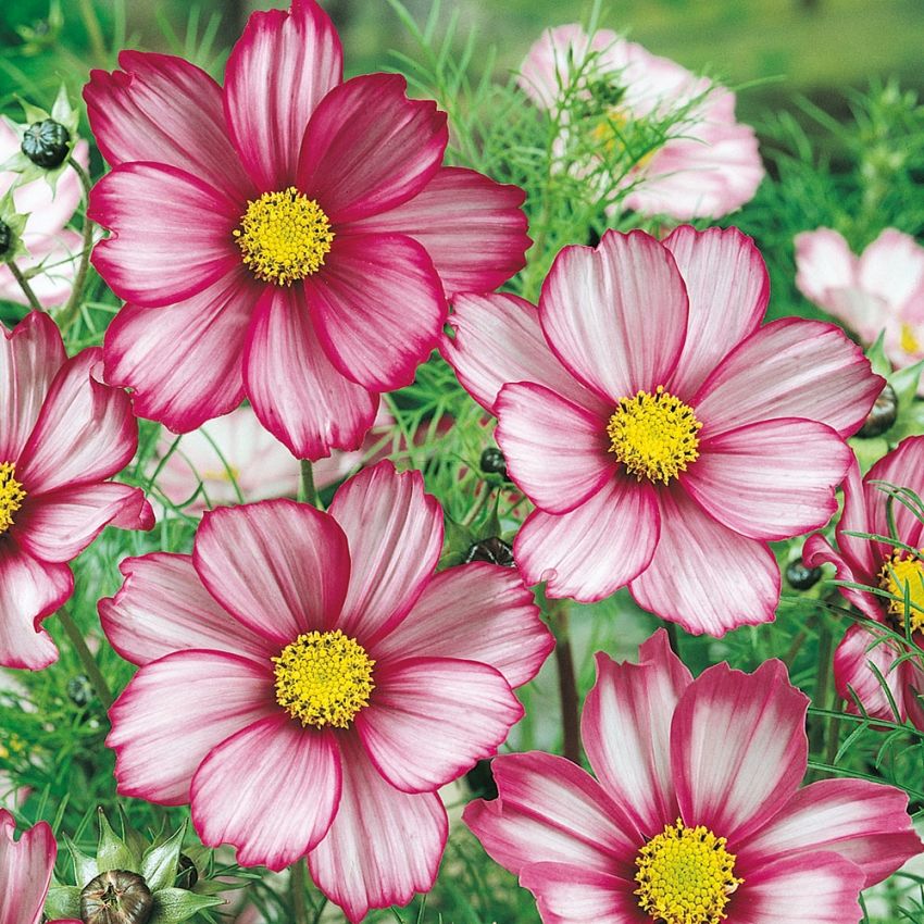 Rosenskära 'Candy Stripe', Stora, vita blommor med körsbärsrosa schattering