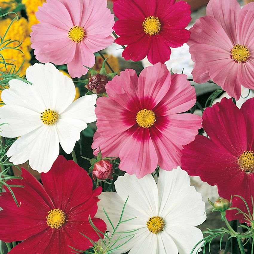 Rosenskära 'Early Summer', Stora, graciösa blommor i rött, vitt och rosa.