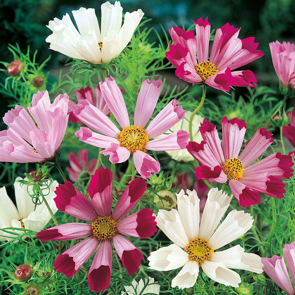 Rosenskära 'Sea Shells', Storblommande i rött, korall, rosa och cremegult.