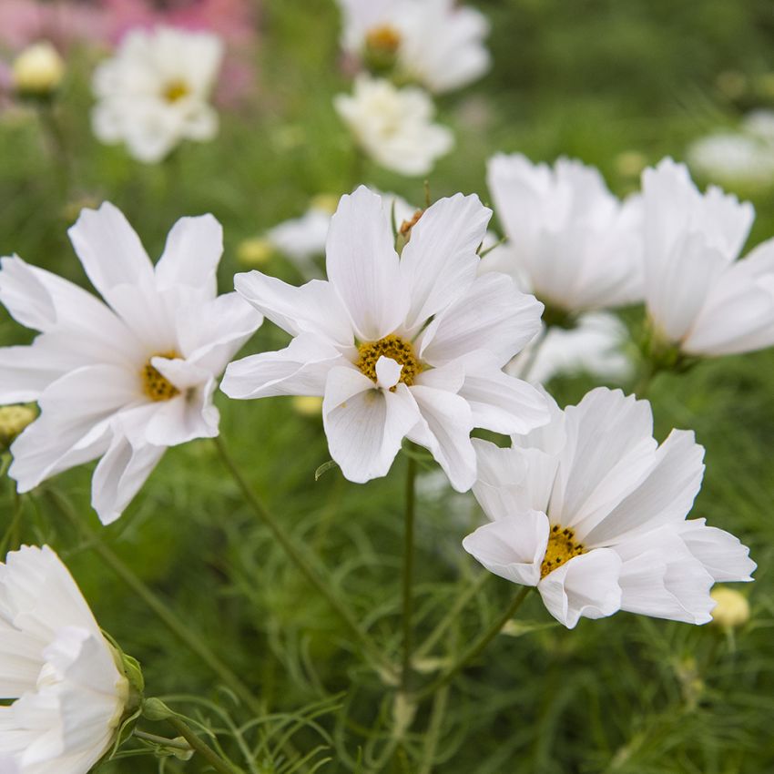 Rosenskära ''''Hummingbird White''''. Snövita blommor med ihoprullade kronblad.