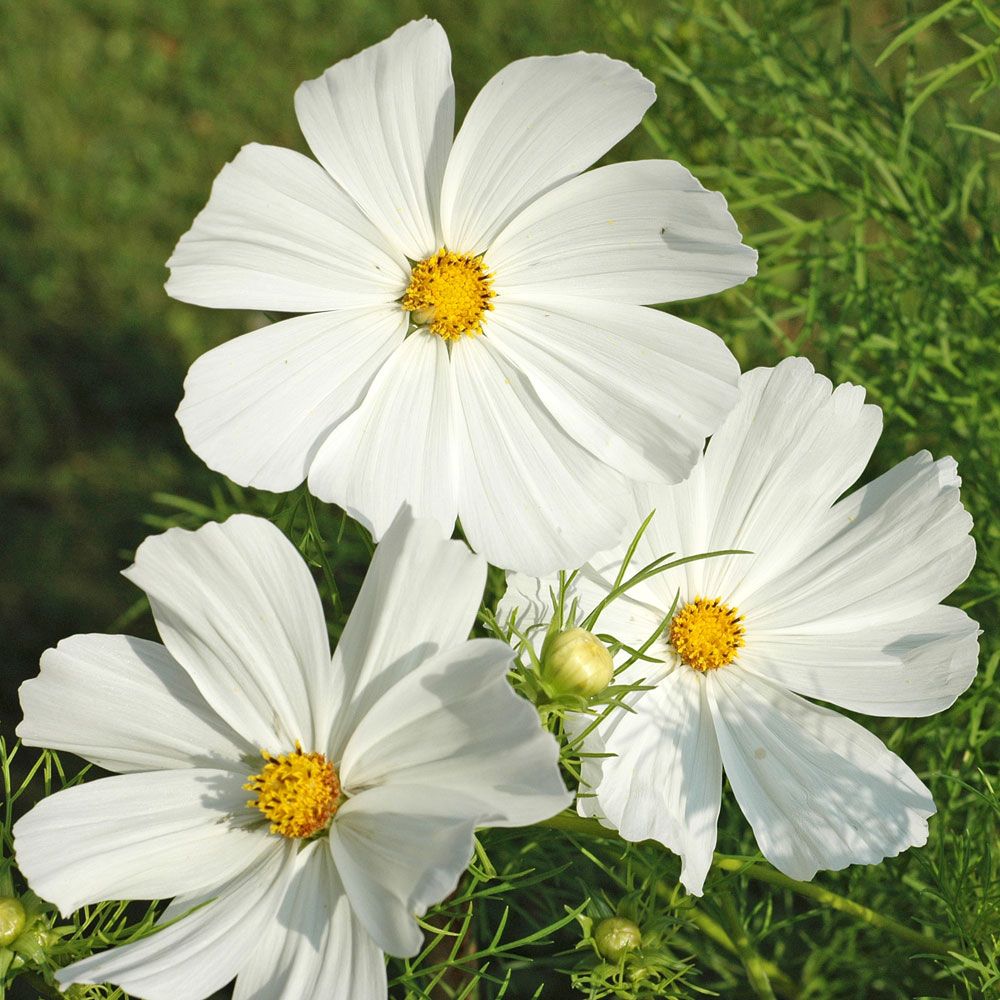 Rosenskära 'Vega White', Stora blommor i lysande vitt med gult öga.