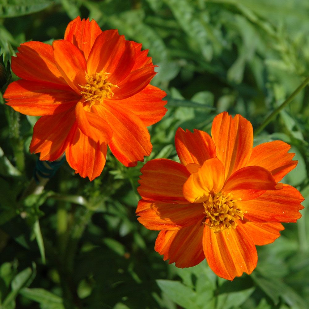 Gullskära 'Sunny Red', orangeröda, halvdubbla blommor på buskiga plantor.