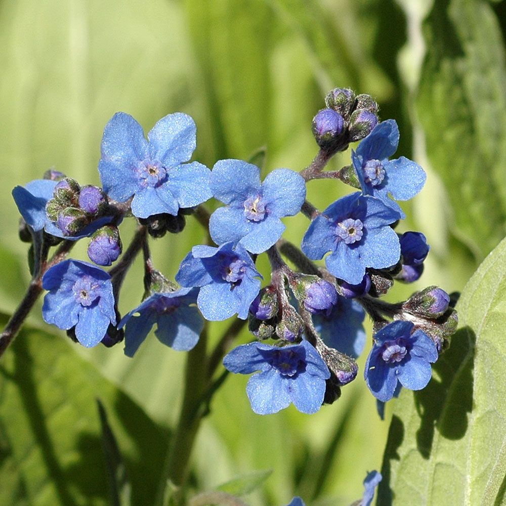 Kinesisk Förgätmigej 'Firmament', Små, klarblå, stjärnlika blommor.