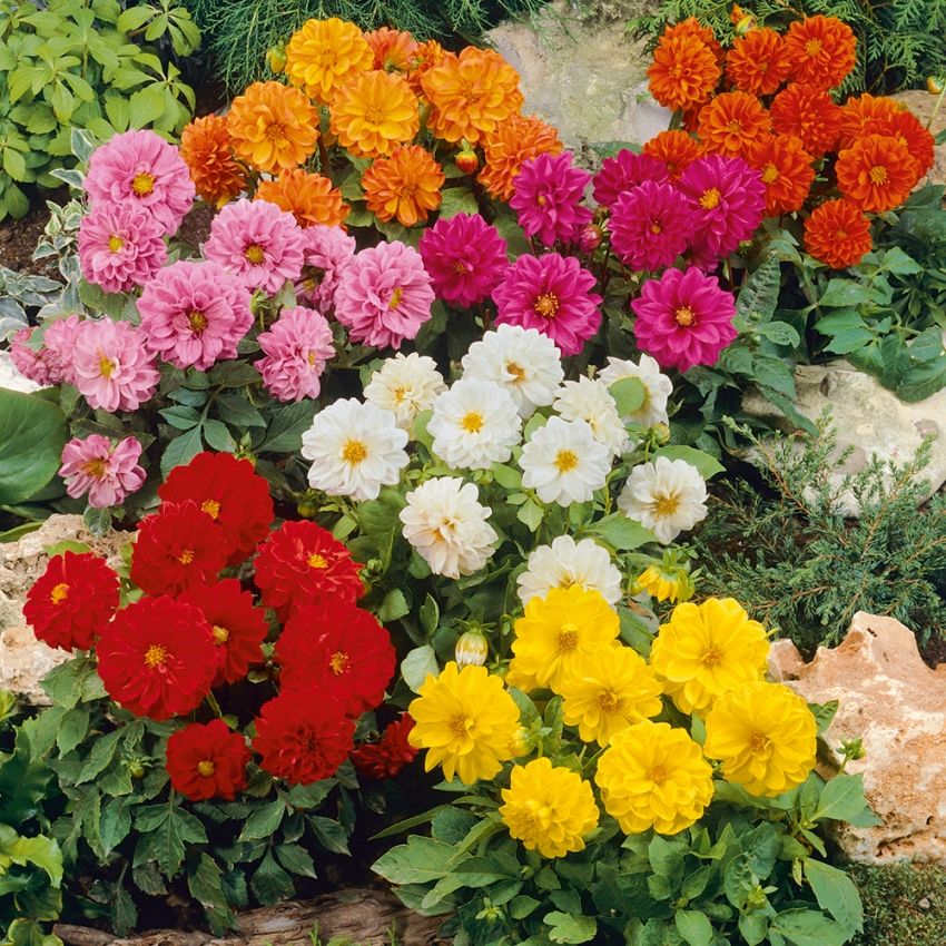 Sommardahlia 'Figaro' dahlior i olika klara färger. Täta och kompakta blommor