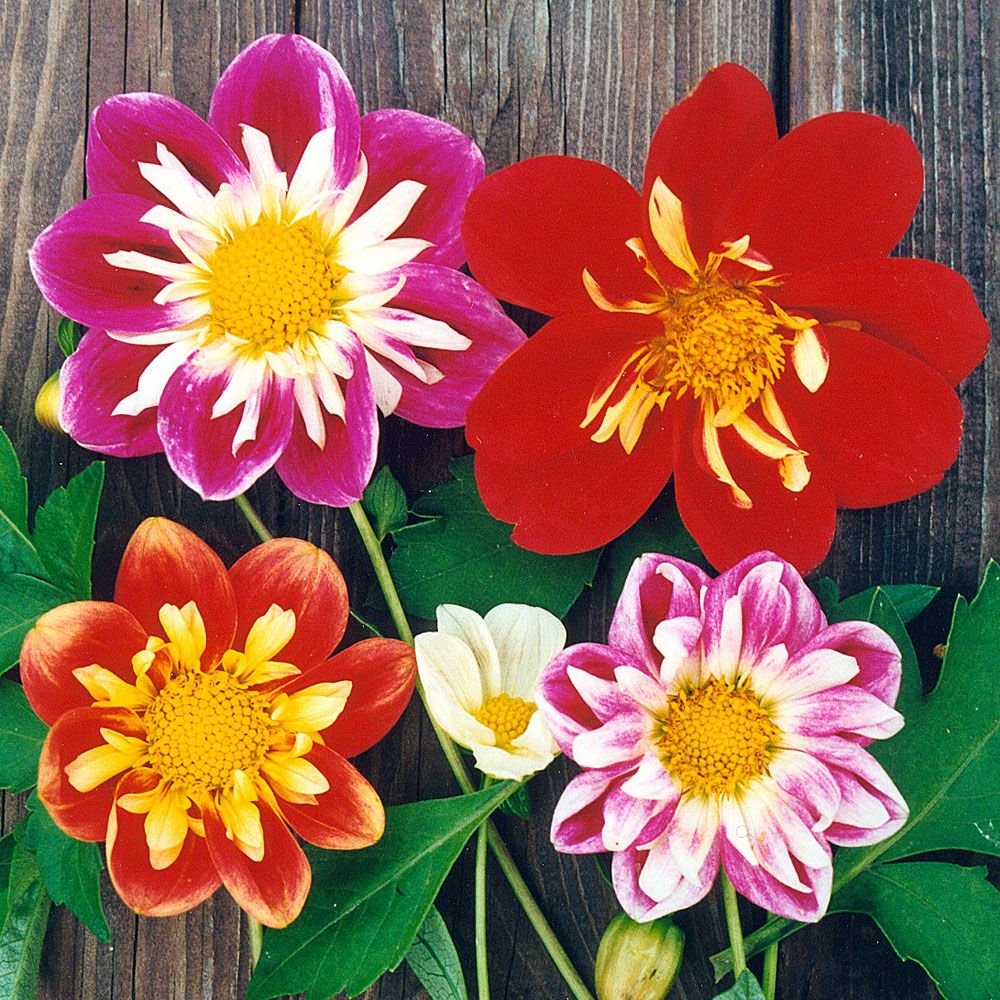 Halskråsdahlia 'Collarette Dandy' enkla och dubbla blommor, i olika färger
