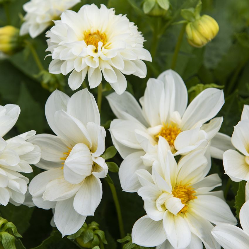 Sommardahlia ''''Opera White''''