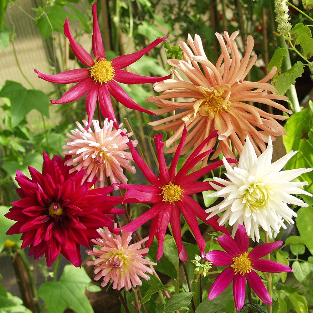 Kaktusdahlia 'Fantasia' blandning av enkla, spretiga till dubbla runda. Röd/rosa