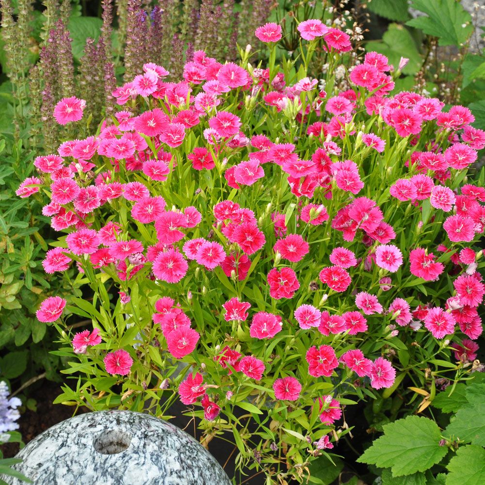 Sommarnejlika F1 'Ideal Raspberry', Hallonröda till rosa blommor