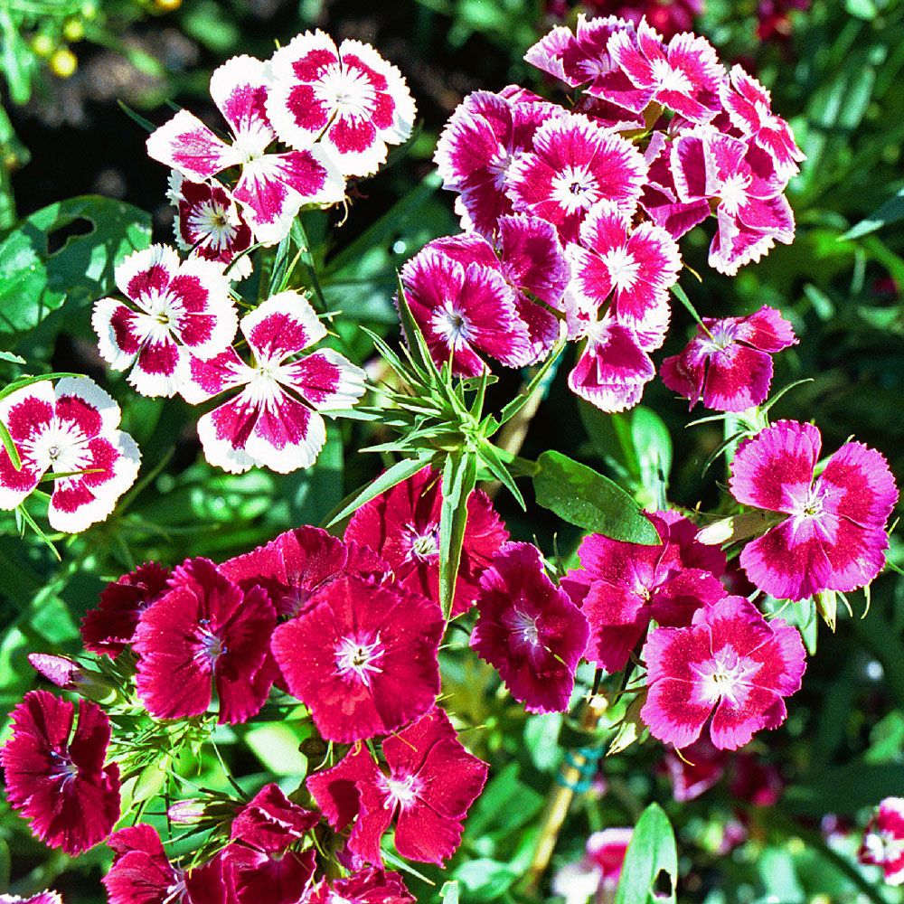 Ettårig Borstnejlika 'Summer Beauty', Rosa färgblandning med enkla blommor
