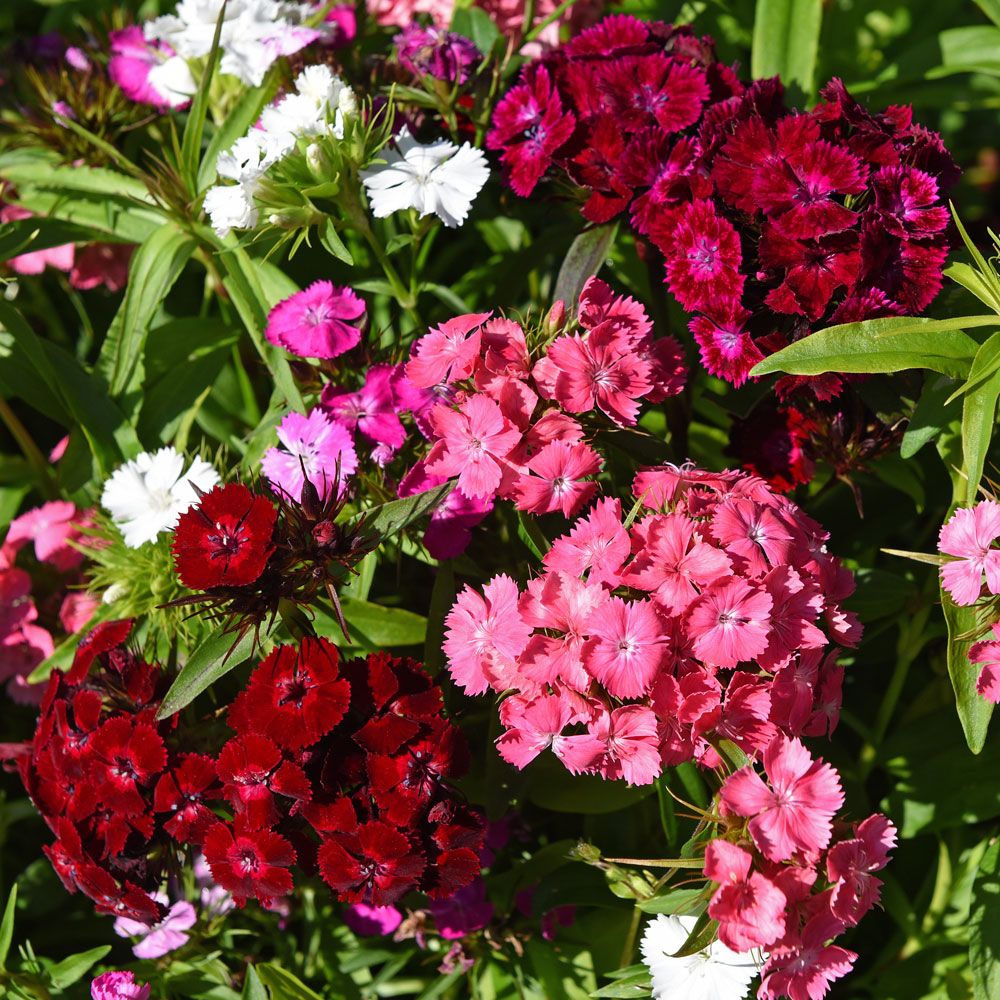 Ettårig Borstnejlika F1 'Dash Mixture', doftande blommor i blandade färger.