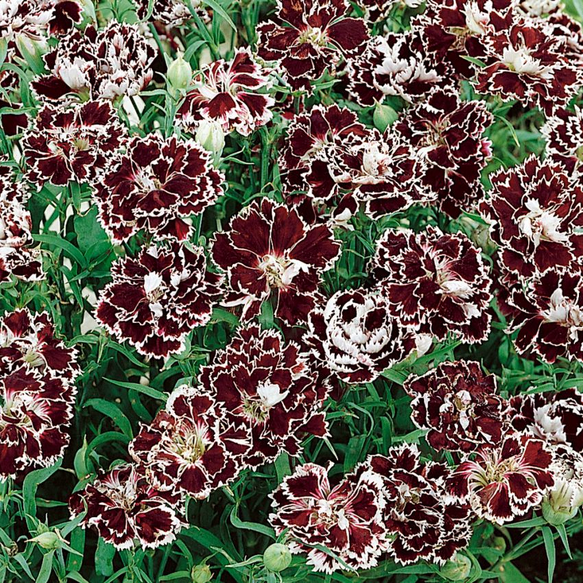 Heddewigsnejlika 'Black & White Chianti', doftande blommor i purpursvart.