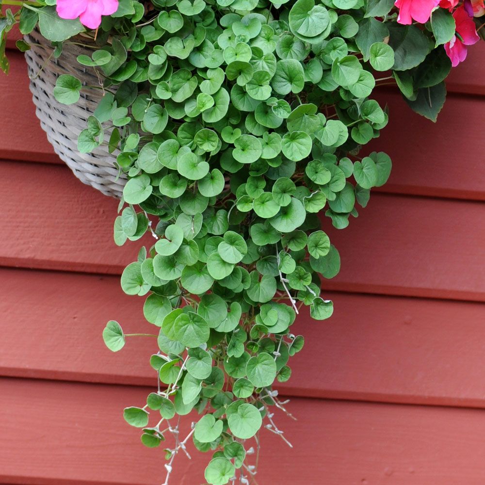 Njurvinda 'Emerald Falls', meterlånga rankor täckta av klargröna blad.