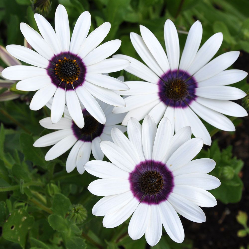 Väderspåman 'Tetra Polar Star', Glänsande, vita jätteblommor, mörkviolett ring.