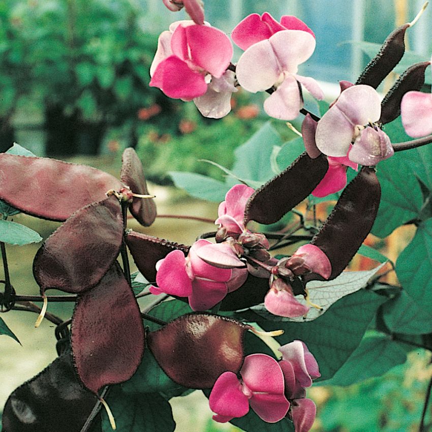 Hjälmböna, klängväxt med långa rankor. Röda och vita blomspiror.