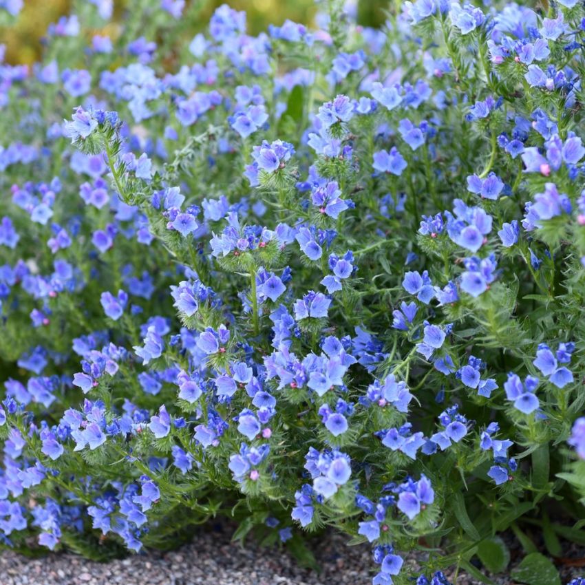 Blå Snokört 'Blue Bedder', kuddformade tuvor som översållas av blå blommor.