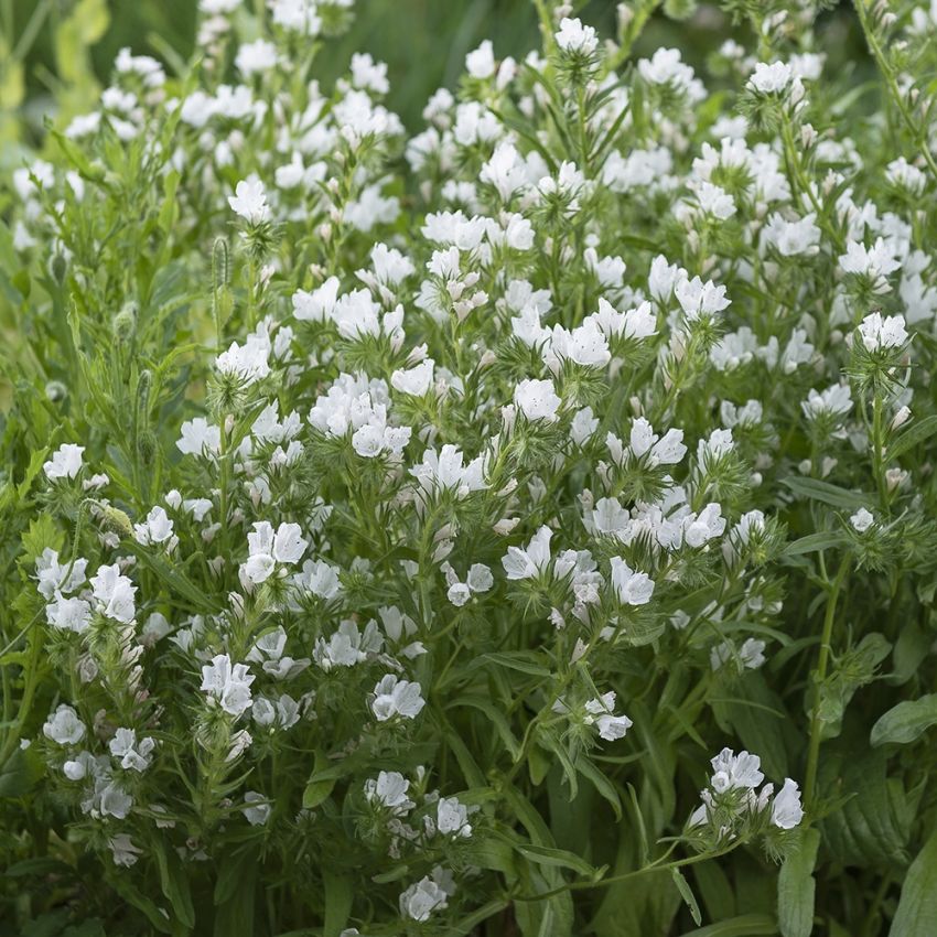 Blå Snokört 'White Bedder', kuddformade tuvor som översållas av vita blommor.
