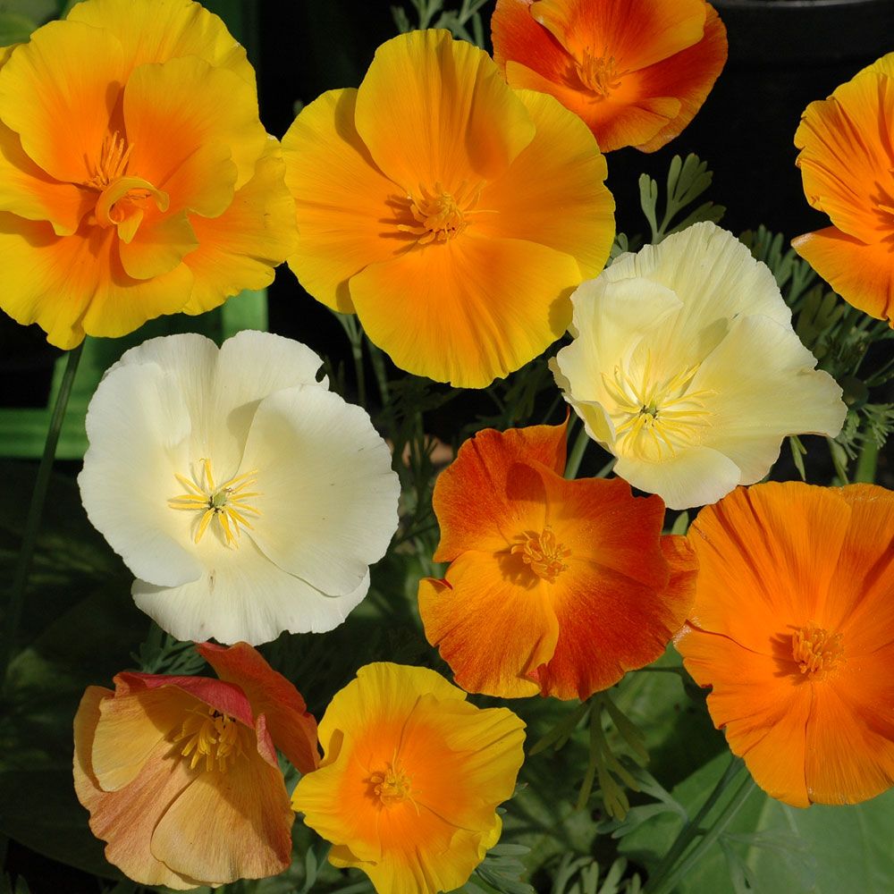 Sömntuta, Vallmolika blommor i en härlig blandning av klart lysande färger.