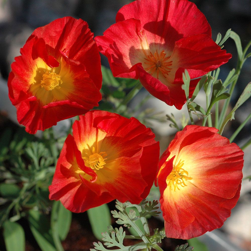 Sömntuta 'Red Chief', scharlakansröda, skira klockblommor som sluter på kvällen.