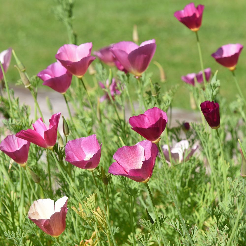 Sömntuta 'Purple Gleam', Graciösa klockblommor i ljuvt lavendelrosa.