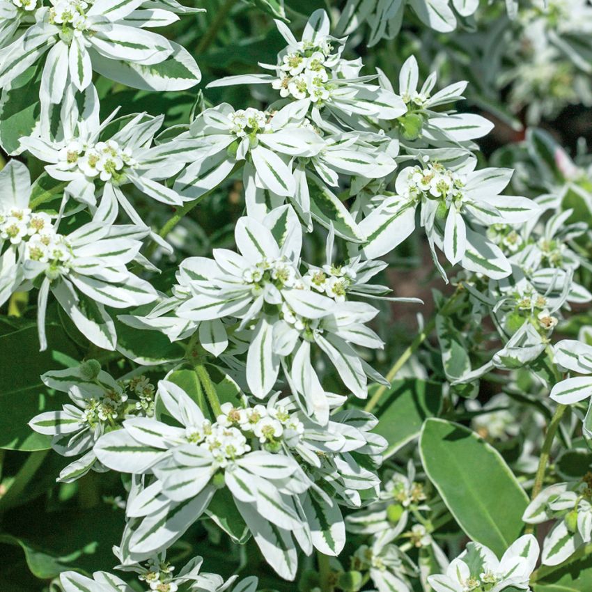 Broktörel 'Kilimanjaro', Äggrunda, gröna blad med vita bårder utmed stjälken.
