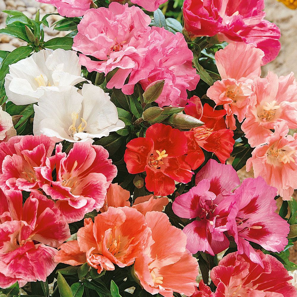 Atlasblomma 'Whitney', sidenglänsande, enkla blommor i vitt, rosa och rött