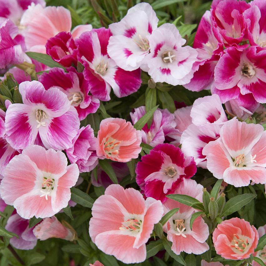 Atlasblomma. Blandning av vitt och rosa nyanser som persika, körsbär, äppelblom.