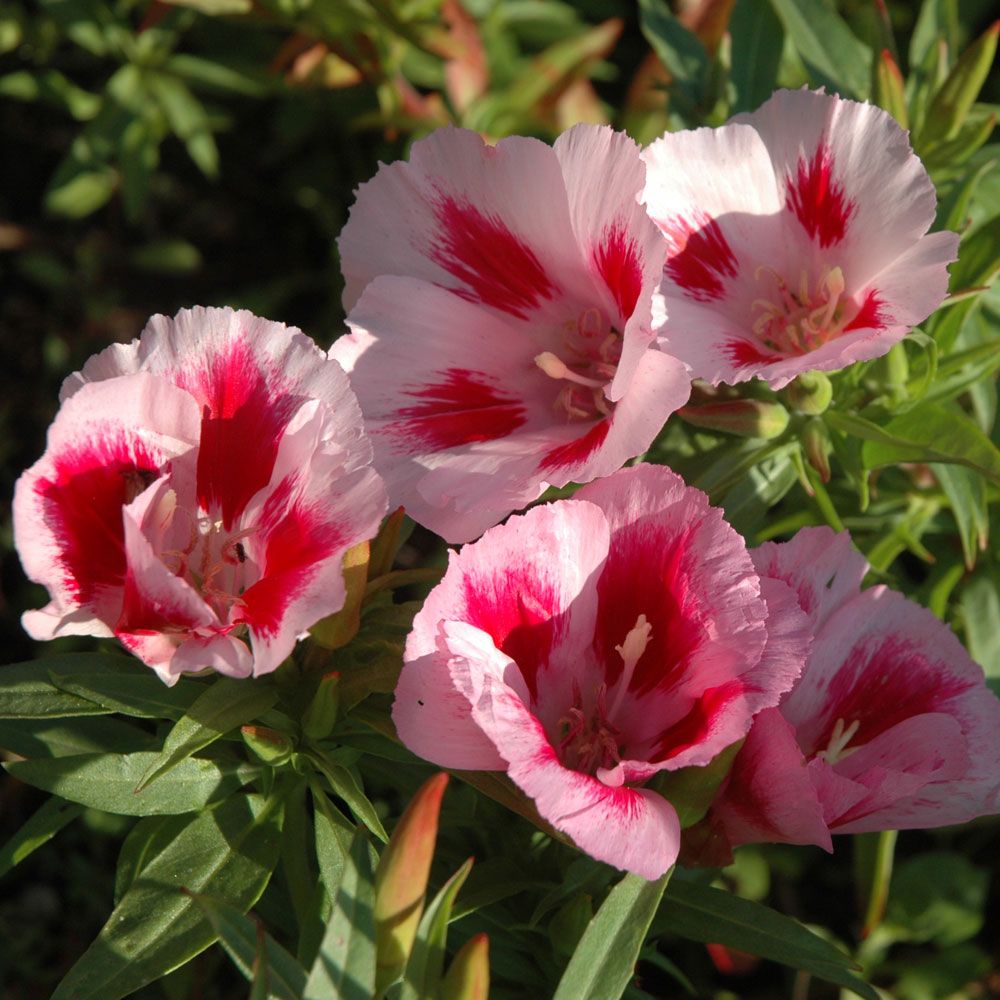 Atlasblomma 'Rembrandt', Stora, tvåfärgade blommor i vitt till ljust rosa.