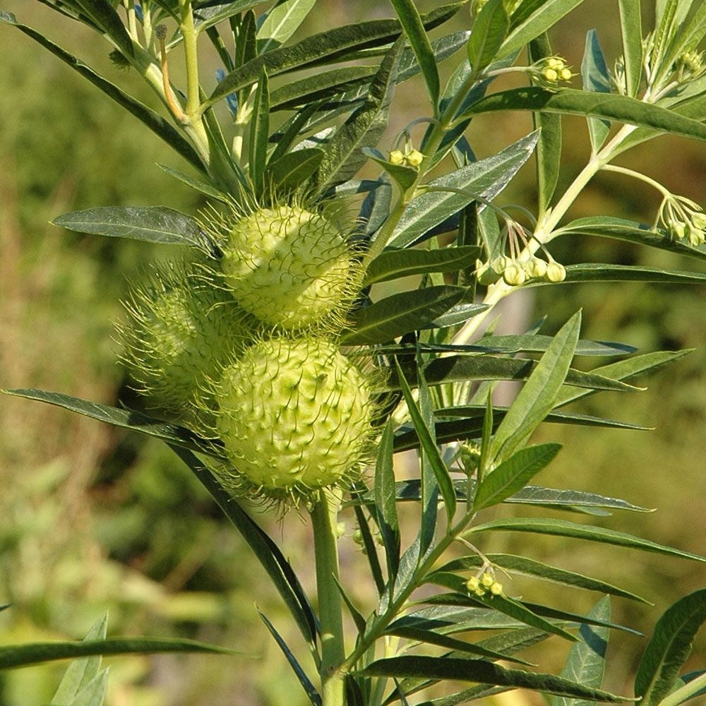 Monarkballongbuske 'Hairy Balls', vita blommor följs av limegröna taggiga fröhus