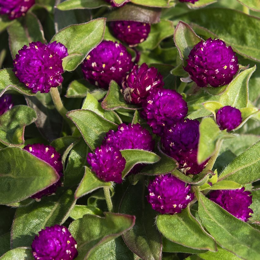 Klotamarant ''''Gnome Purple''''
