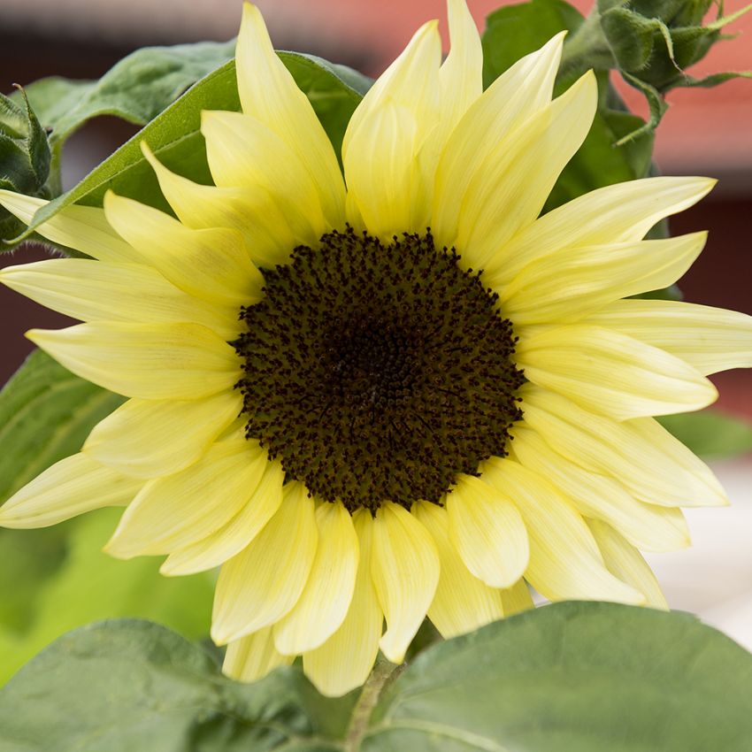 Liten Solros F1 ''''Buttercream''''. Mjukt citrongula blommor med mörk mitt.