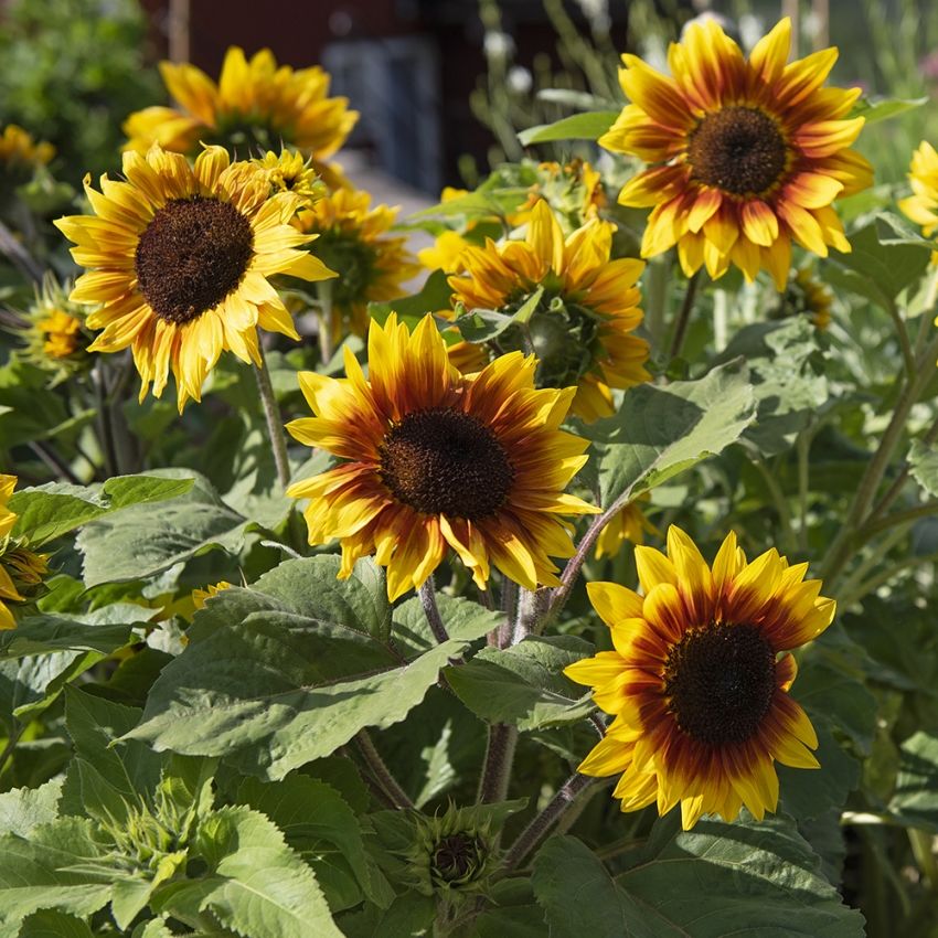 Solros F1 'Solar Flash', Stora, klargula blommor med bronsröd ring och mörk mitt