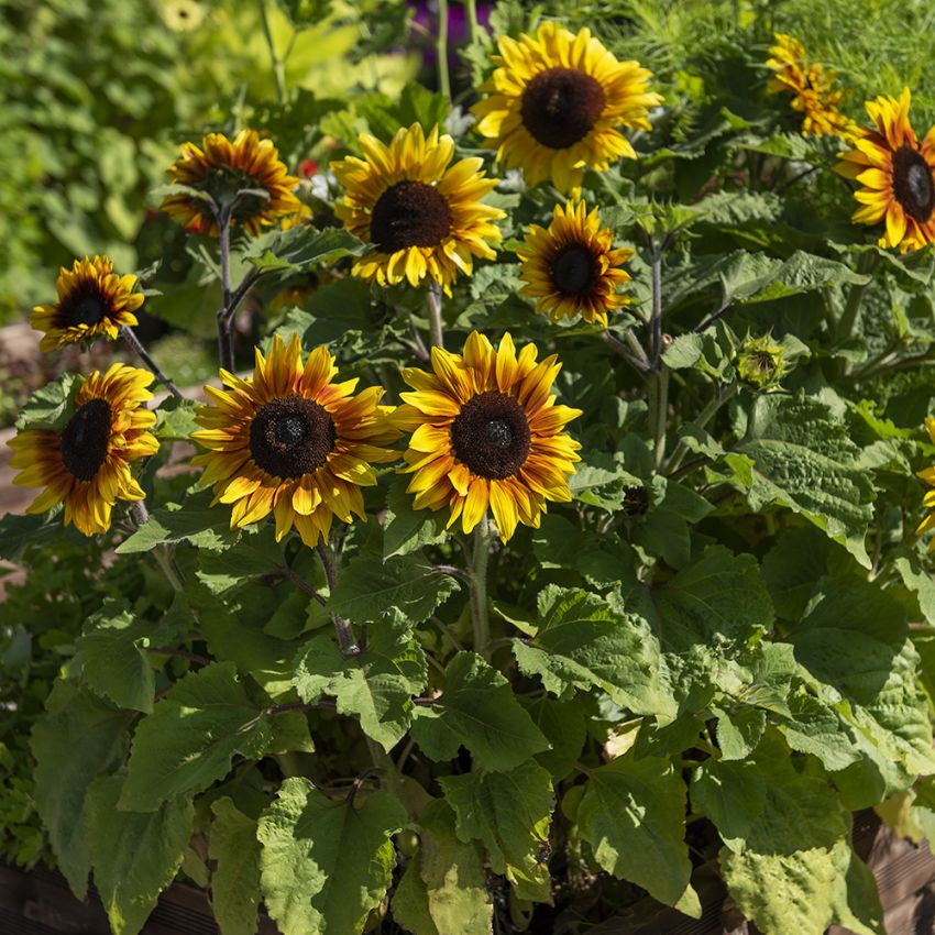 Solros F1 'Rio Carnival' praktfull blomma i rött och gult