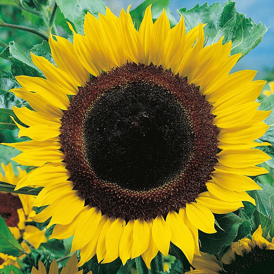 Jättesolros 'Titan', solgula blommor med enorm mittdisk.