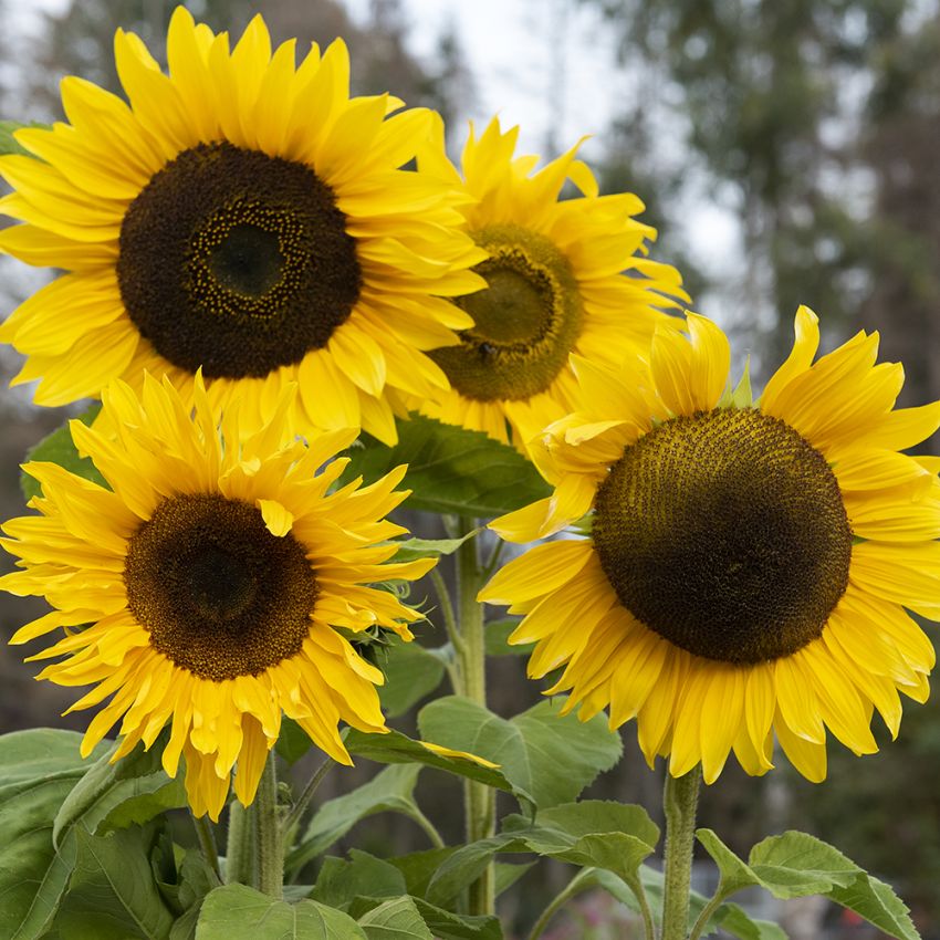 Jättesolros 'Giganteus', Gammaldags hög solros med stora, guldgula blommor.