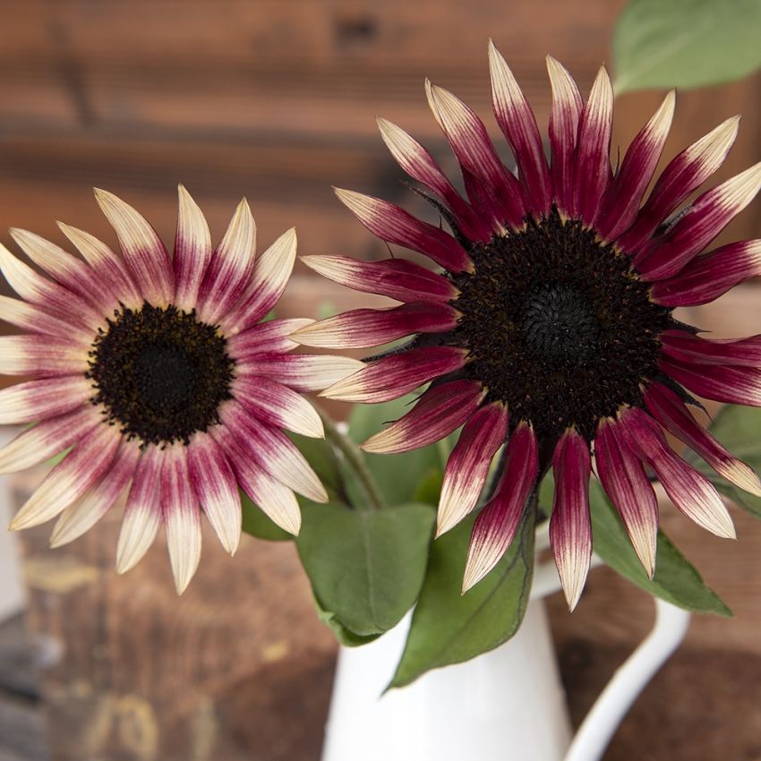 Röd Solros 'Ms Mars', citrongula blommor med dovt vinröd ring och mörk mitt.