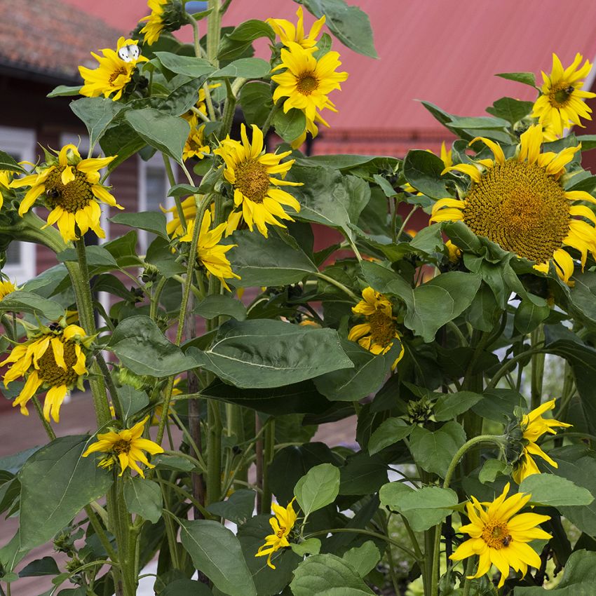 Solros ''''Peredovik'''', Klargula, halvstora blommor. Dragväxt och gröngödsling