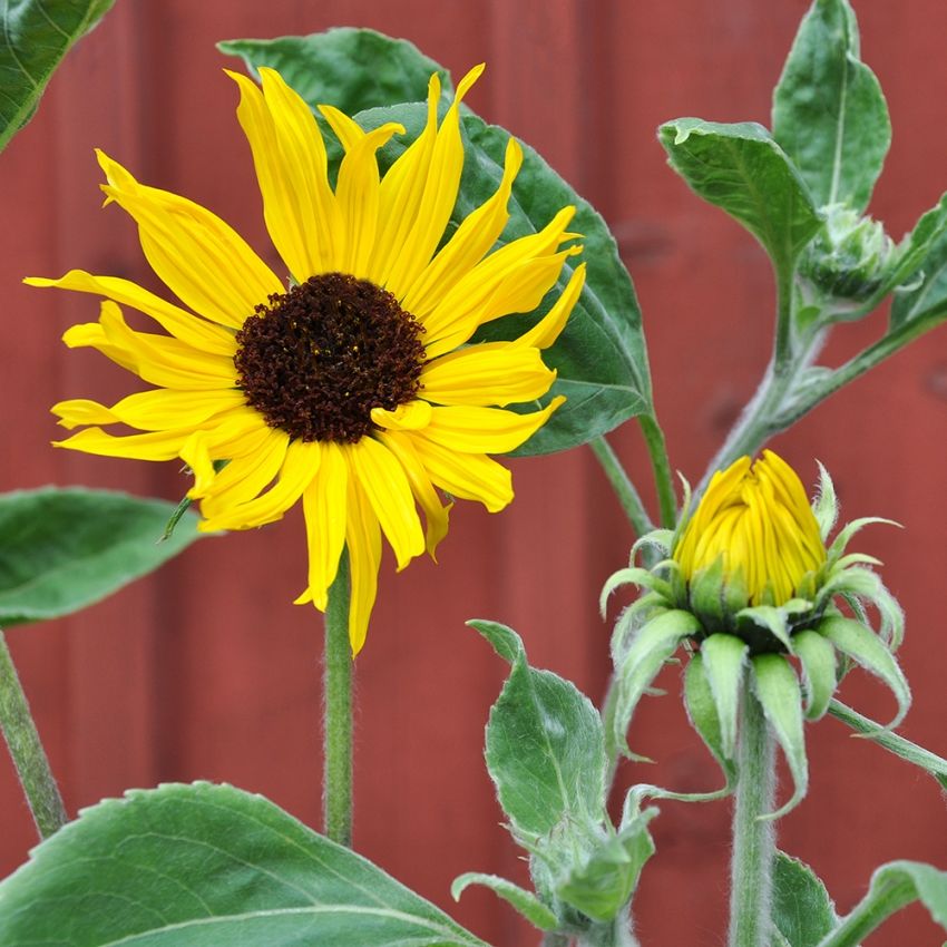 Silversolros 'Gold & Silver', Riktigt solgula, mindre blommor med mörk disk.