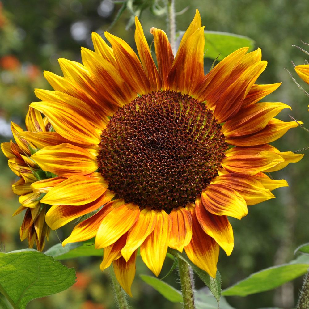 Solros F1 'Shock-O-Lat', Chokladbruna till roströda blommor med klargula spetsar