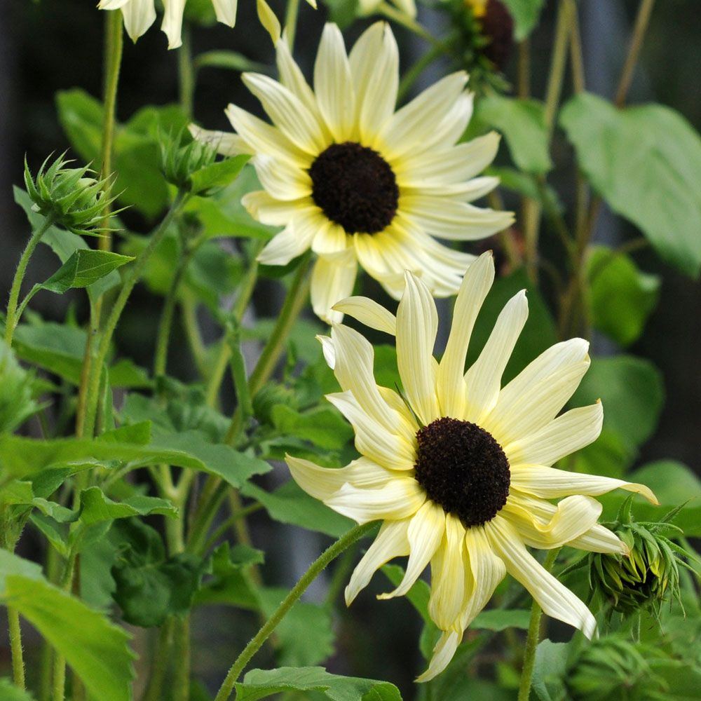 Miniatyrsolros 'Italian White', Elfenbensvita till cremegula blommor, mörk mitt.