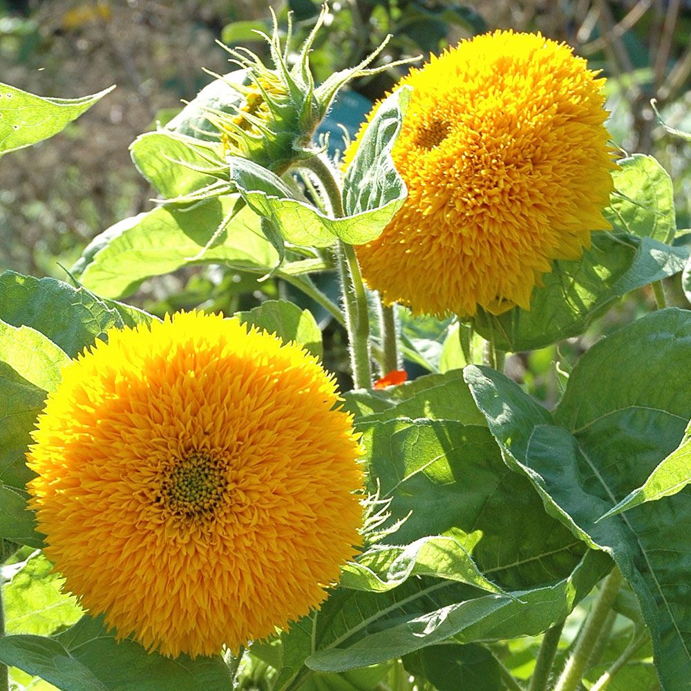 Fylld Solros 'Teddy Bear', dubbla klargula blommor på flergrenande plantor.
