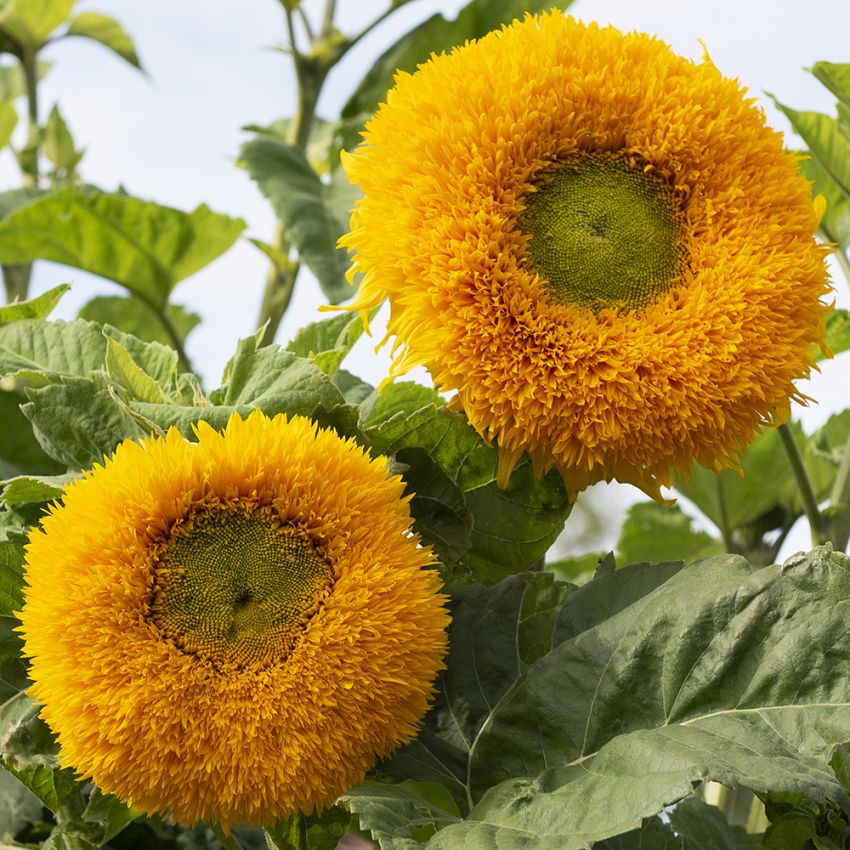 Solros ''''Orange Sun''''. Lysande orange, heldubbla blommor med stor limegrön m