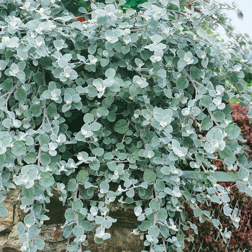 Rabatteternell 'Silver Mist', bladväxt med silvergröna småblad längs stjälken.
