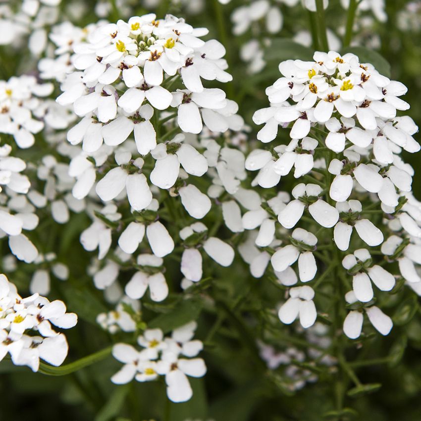 Blomsteriberis ''''White Pinnacle''''