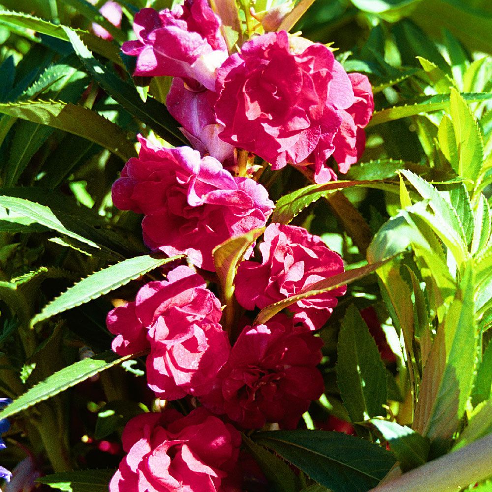 Balsamin 'Scarlet Favourite', täta, heldubbla blommor i lysande körsbärsrött.