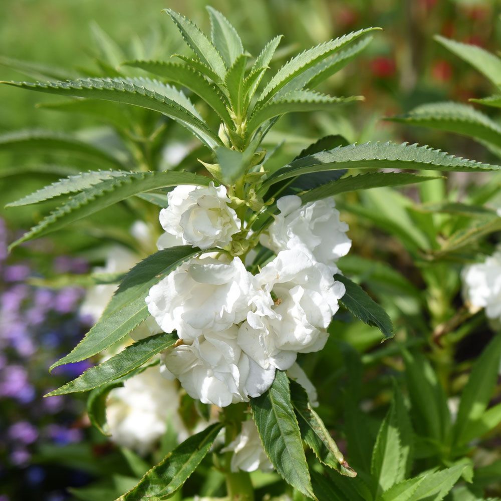 Balsamin 'White', täta, heldubbla blommor i renaste vitt.