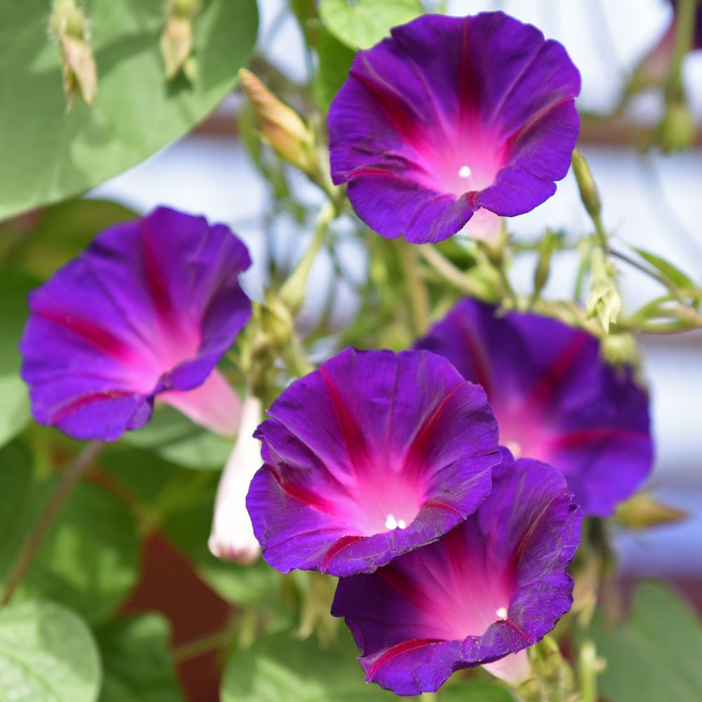 Purpurvinda 'Knowlian's Black', Stora, violetta blommor med magentaröd lyster
